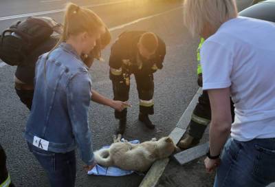 На дороге в Московском районе Петербурга прошла «спецоперация» по спасению сбитой собаки