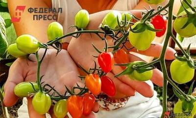 В Тюмени крупный агрокомбинат вложит еще 6,8 млрд в производство помидоров