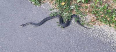 Крупную змею заметили в центре Петрозаводска (ФОТОФАКТ)
