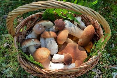 Жители Ленобласти и Санкт-Петербурга находят все больше грибов и ягод в лесах — фото