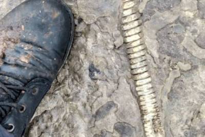 Окаменелости древних моллюсков обнаружены около Норильска
