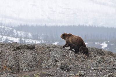 Разрывшие могилы медведи будут отловлены в Комсомольске-на-Амуре