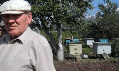 В российском регионе погибли 20 миллионов пчел: следователи начали проверку