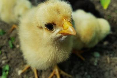 На птицефабрику ДНР закупили 10,5 тысяч цыплят