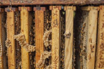 Пара обнаружила 450 тысяч пчел в стенах дома и потратила состояние на их отлов