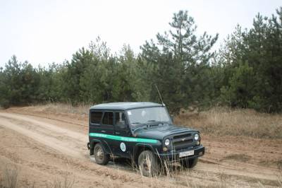 В Ростовской области гибнут хвойные деревья