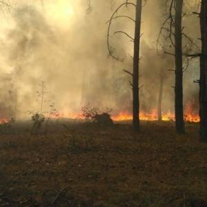 Житель Тернопольской области за поджог леса заплатит 175 тысяч гривен