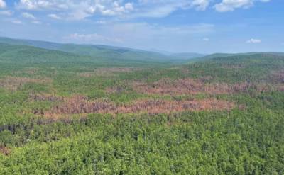 Лесные пожары в приморском заповеднике "Сихотэ-Алинский" полностью ликвидированы