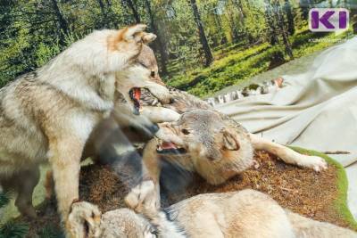 В Усть-Вымском районе активизировались волки