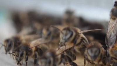 Гибелью нескольких миллионов пчел в Красноярском крае займется СК