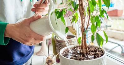 5 ошибок в поливе комнатных растений, из-за которых цветы чахнут и вянут