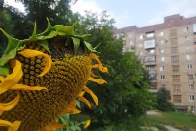 В центре Донецка цветут и плодоносят подсолнухи: ФОТОФАКТ