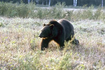 Российские туристы встретились с медведем и напугали его