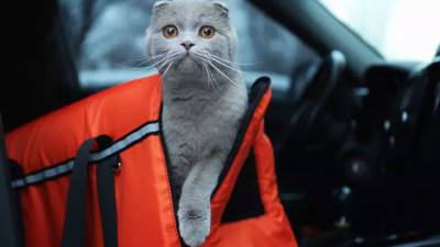 Жительница Екатеринбурга оставила в запертой машине трех кошек и собаку
