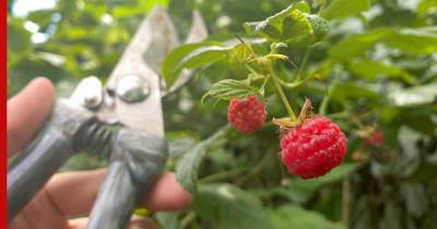 Залог урожая: как ухаживать за малиной в августе, чтобы было много ягод на будущий год