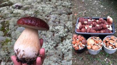 Тюменцы призывают аккуратно срезать грибы, чтоб и другим досталось дары леса