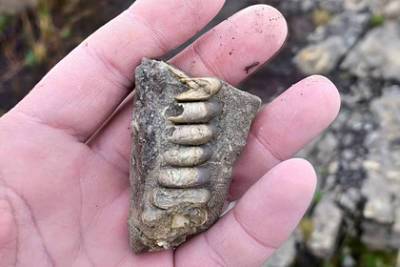 Россиянин обнаружил окаменелости древних моллюсков около Норильска