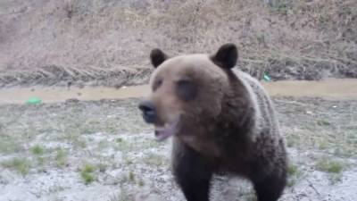 На Таганае туристы столкнулись с медведем