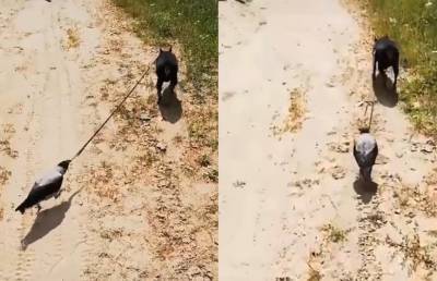 «Что тут вообще происходит?»: на видео попала ворона, выгуливающую собаку