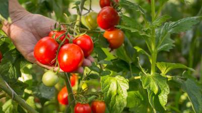 Назван способ ускорить созревание томатов без химических препаратов