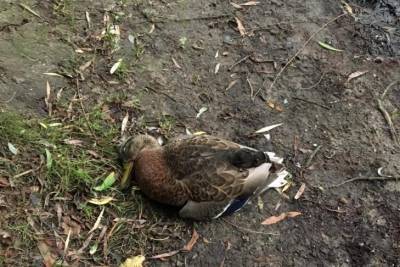 В столичном парке массово гибнут птицы: подозревают отравление