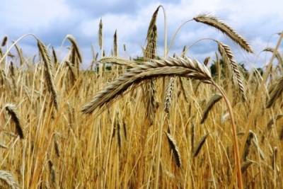 Эксперты продолжают снижать прогнозы сбора пшеницы в РФ из-за гибели озимых