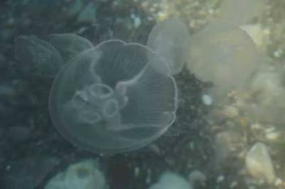 У курортній Кирилівці знайшли справжнє кладовище медуз