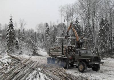 В Ярково будут судить директора фирмы, которая незаконно вырубила лес на ₽56 млн