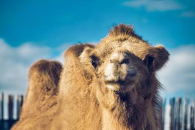 На нижегородца завели дело за привезенного для личных целей верблюда
