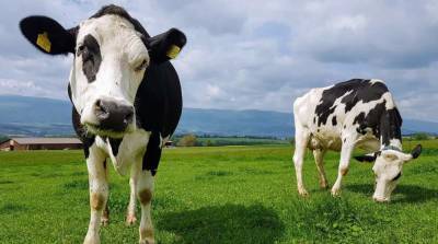 Археологи: Фермеры бронзового века чаще всего выращивали коров
