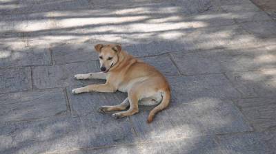 Прокуратура потребовала от мэрии разобраться с терроризирующими воронежский ЖК собаками