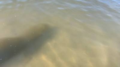 В пруду в Пензенской области утонул подросток
