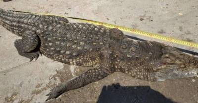 На Арабатской стрелке отдыхающие обнаружили крокодила, но животное оказалось мертвым