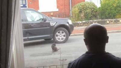 Курьез: черный кот перекрыл дорогу и отказался пропускать машины (ВИДЕО)