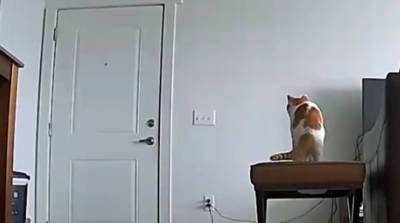 Котики тоже ждут хозяев с работы и этот милый ролик показывает насколько сильно (Видео)