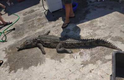 Найденый на Арабатской стрелке крокодил погиб