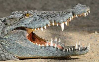 На Арабатской стрелке обнаружили полутораметрового крокодила