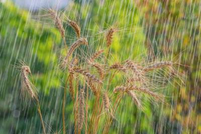 Благоприятные погодные условия улучшают прогнозы урожая пшеницы и ячменя