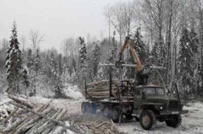 В Ярково будут судить директора фирмы, которая незаконно вырубила лес на 56 млн рублей