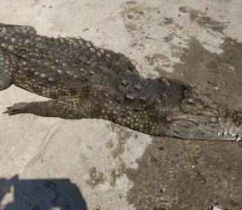 На Арбатской стрелке отдыхающие обнаружили двухметрового крокодила. ФОТО
