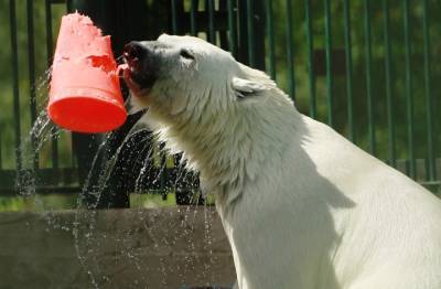 Спасенной белой медведице восстановили сломанный клык в Московском зоопарке