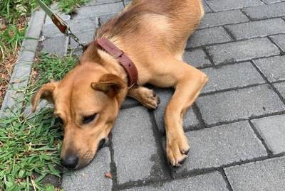 В Киеве ищут хозяина псу, которого привязали и бросили на улице