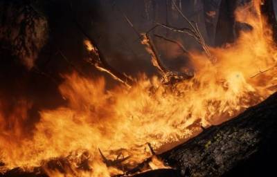 Власти Италии: более половины лесных пожаров происходит из-за поджогов