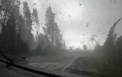 Ураган, вырывающий с корнем деревья, с риском для жизни сняли туристы (видео)