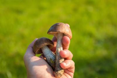 Диетологи советуют есть грибы не чаще двух раз в неделю