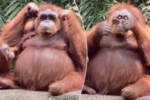 В Сеть выложили смешное видео с самкой орангутанга