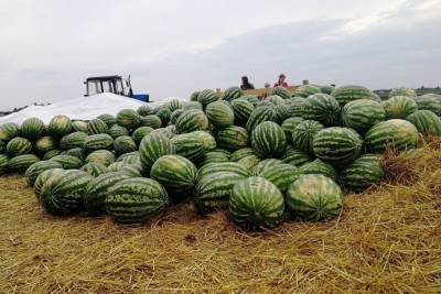 В деревне Курской области отметили День арбуза