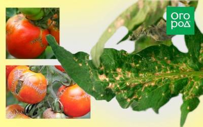 Стрик томатов: фото, описание, лечение