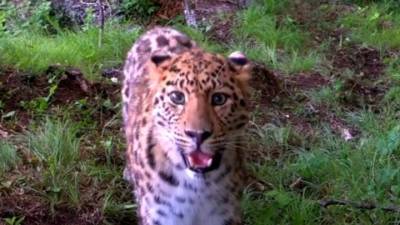 На Дальнем Востоке в объектив камеры попал неучтенный леопард