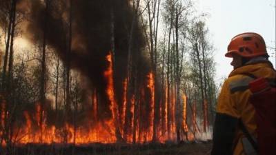В Геленджике лесной пожар едва не уничтожил природный заповедник